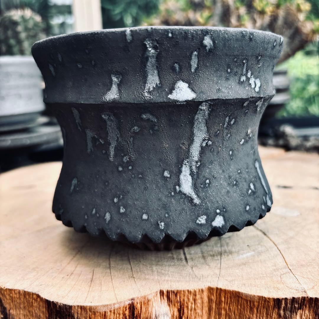 短期間限定大幅値下げ！新品未使用 菊地元野 作家鉢 アガベ パキプス グラキリス