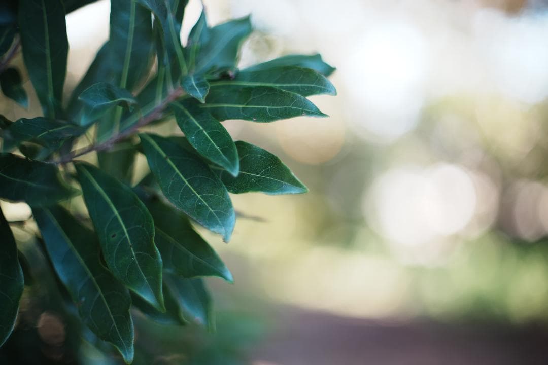 柔らかさと透明感が同居　EBC Fujinon 50mm F1.4 423