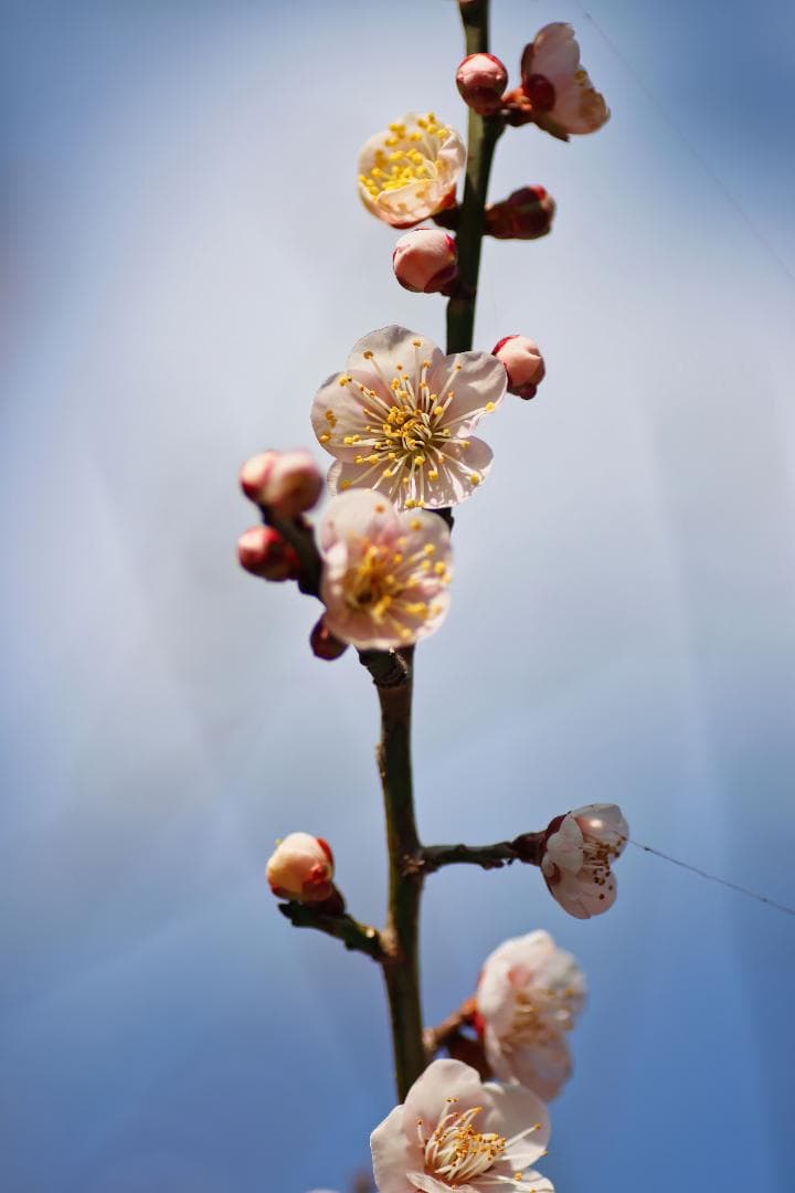 【美品】TAMRON SP AF 90mm F/2.8 マクロ EFマウント