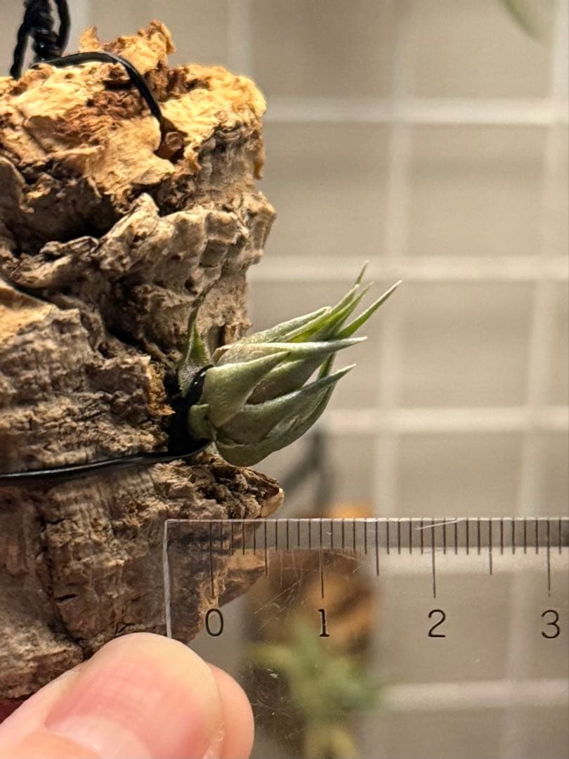Tillandsia kautskyi (たゆみま由来)