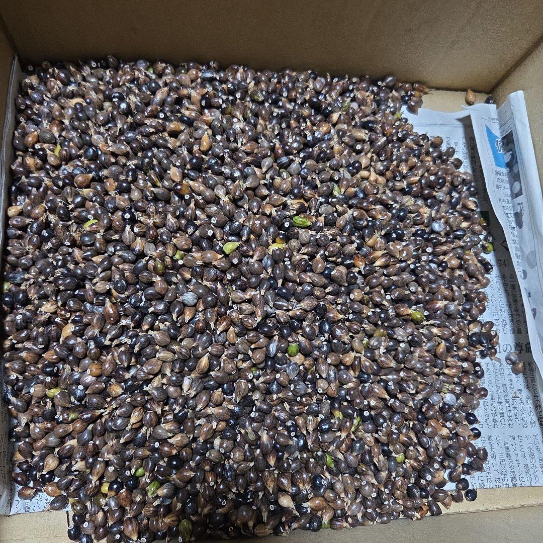 【どんべぇ様】数珠玉　ジュズダマ　4kg+予備400g