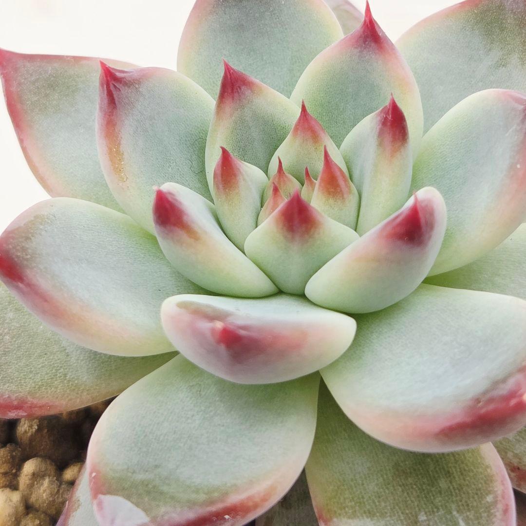 b*i様 ㊱中里リンゼアナ(実生)❣️ 発根済み メルカリ便送料込 札無し