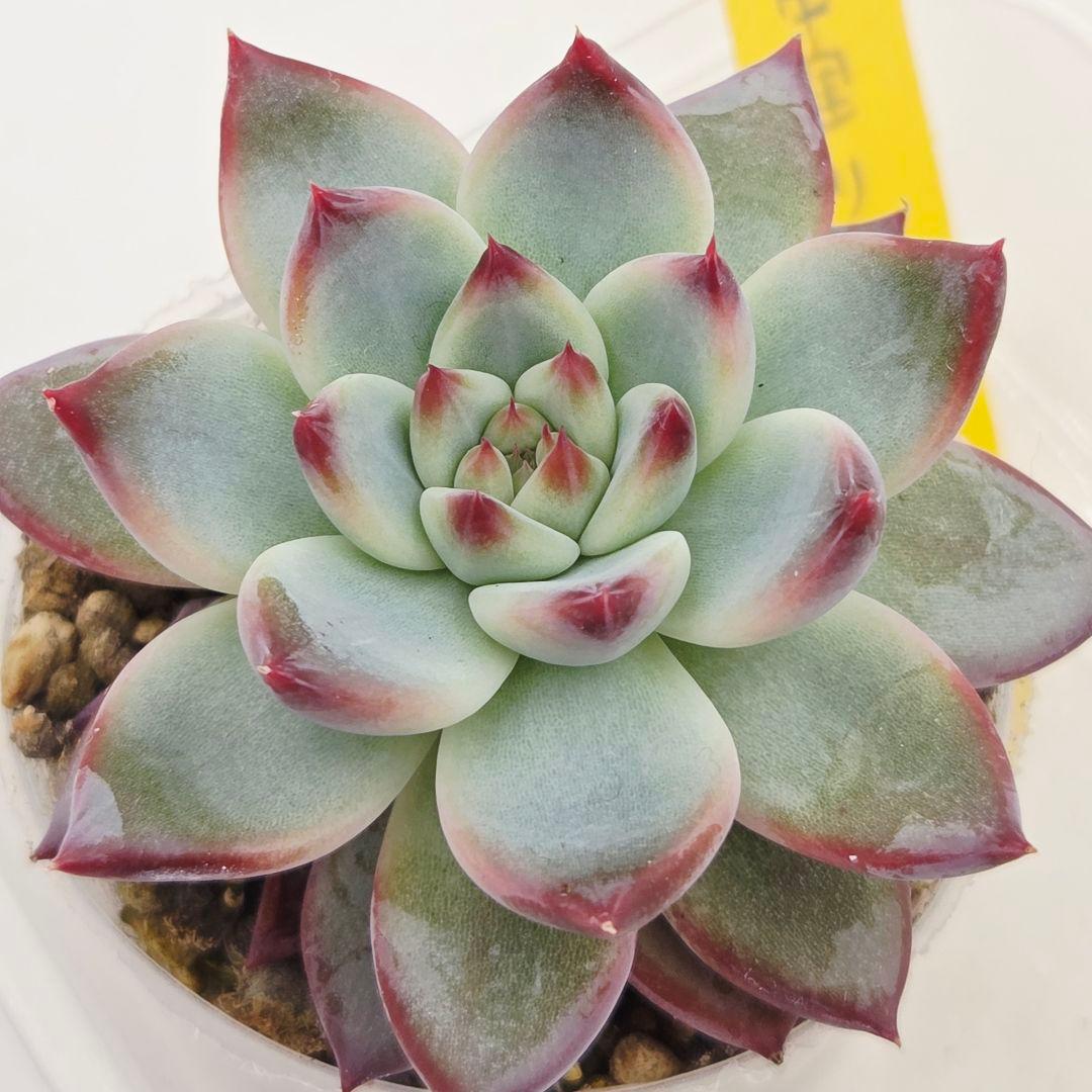 b*i様 ㊱中里リンゼアナ(実生)❣️ 発根済み メルカリ便送料込 札無し