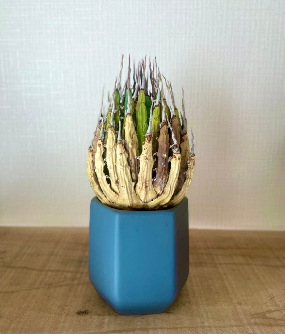 今だけ特売！【陽炎】エボリスピナ厳選美型株！締まった優良株！抜苗/第四種郵便！