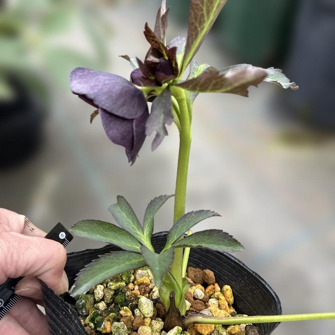 専用です。2点　5日まで　クリスマスローズ　セミダブル？　ベタブロッチ　4.5寸