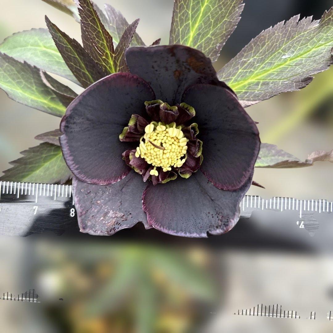 専用です。2点　5日まで　クリスマスローズ　セミダブル？　ベタブロッチ　4.5寸