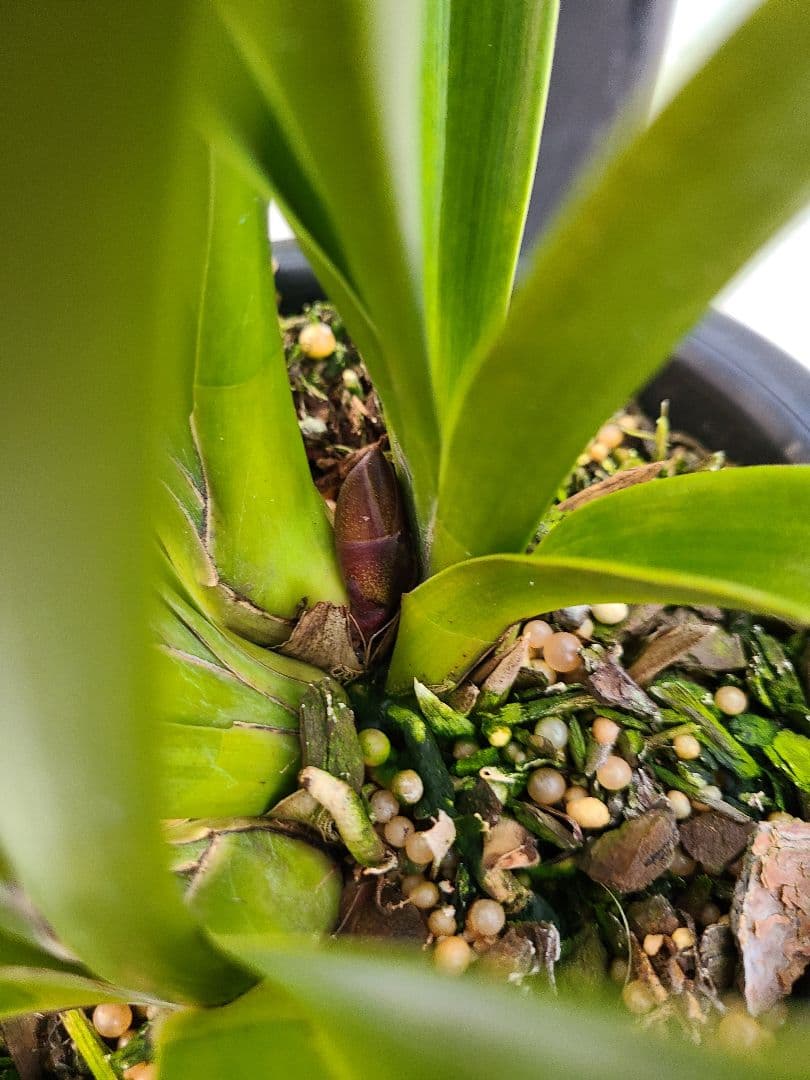 ミ*ー様 フォアゴットンフルーツ。花芽合計15個。5鉢セット。蜜蜂誘引蘭。日本蜜