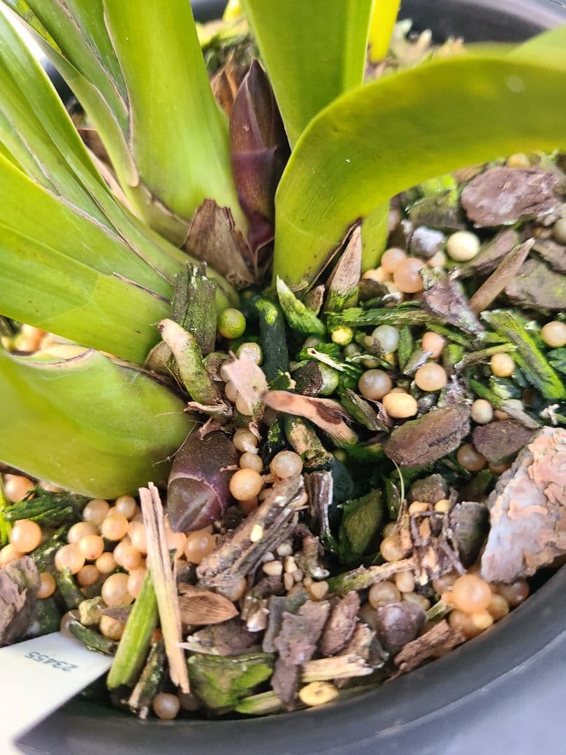 ミ*ー様 フォアゴットンフルーツ。花芽合計15個。5鉢セット。蜜蜂誘引蘭。日本蜜