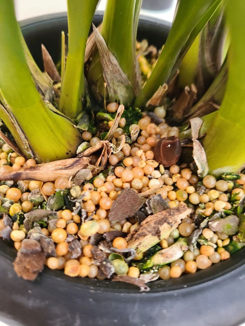 ミ*ー様 フォアゴットンフルーツ。花芽合計15個。5鉢セット。蜜蜂誘引蘭。日本蜜