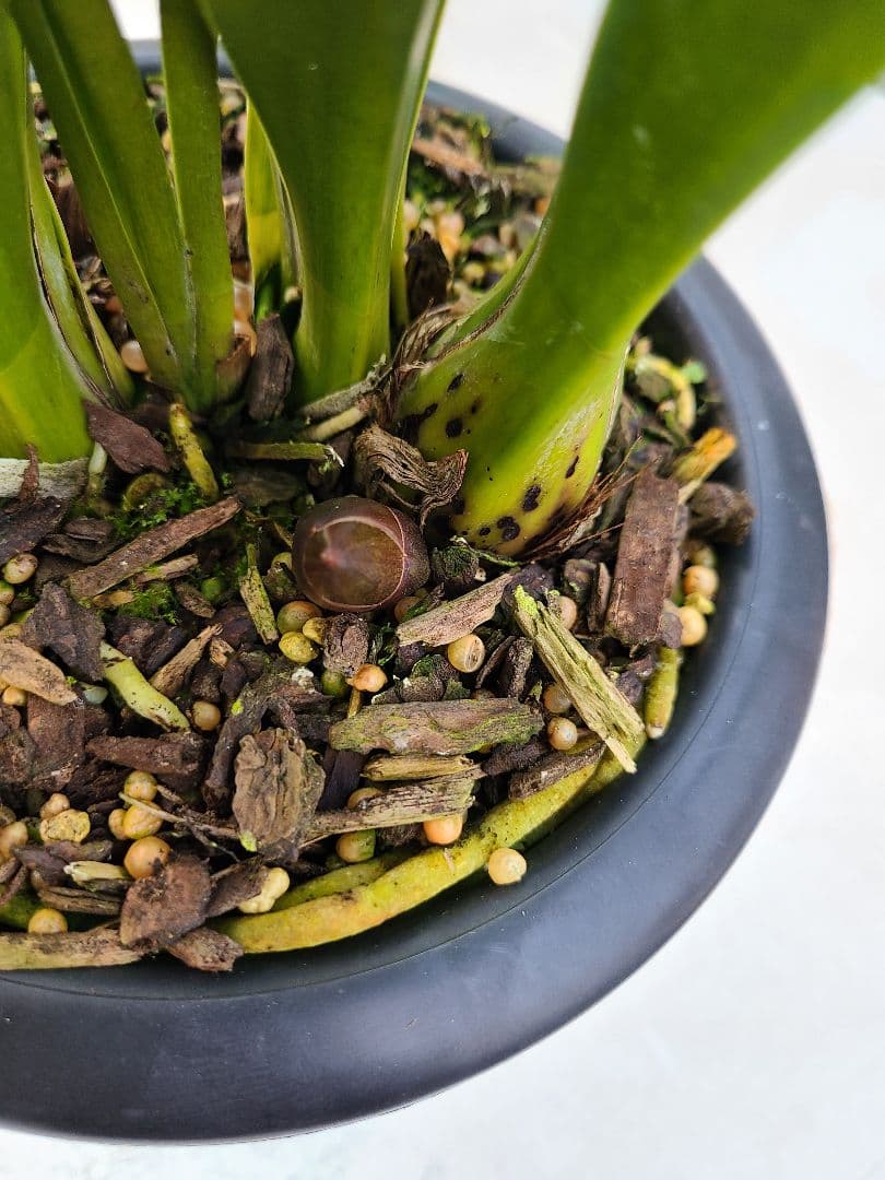 ミ*ー様 フォアゴットンフルーツ。花芽合計15個。5鉢セット。蜜蜂誘引蘭。日本蜜