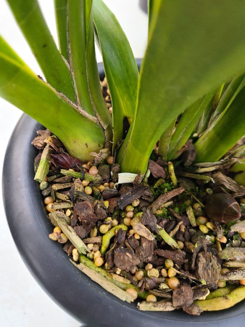 ミ*ー様 フォアゴットンフルーツ。花芽合計15個。5鉢セット。蜜蜂誘引蘭。日本蜜