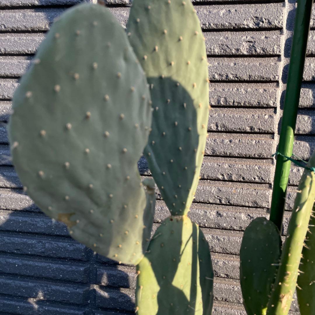 【正月値引き】ウチワサボテン　ドライガーデン　ロックガーデン　背丈140cm