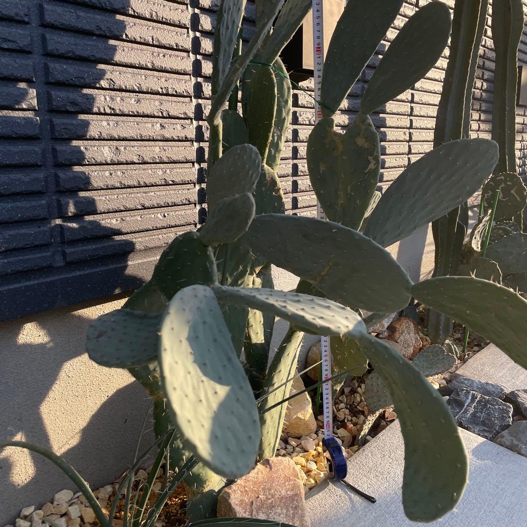 【正月値引き】ウチワサボテン　ドライガーデン　ロックガーデン　背丈140cm