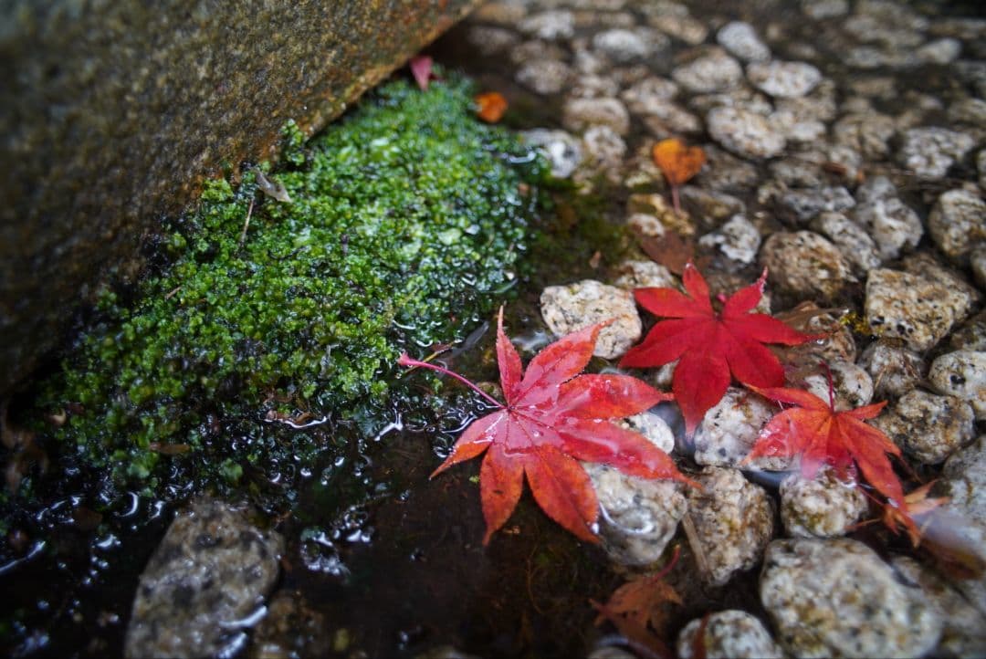 【動作確認済】Nikon Ai-s 20mm f2.8 純正付属品&初期保証付