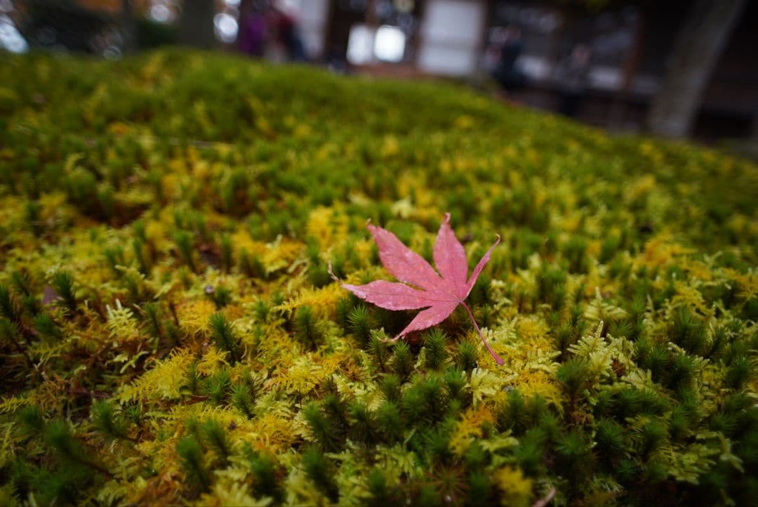 【動作確認済】Nikon Ai-s 20mm f2.8 純正付属品&初期保証付