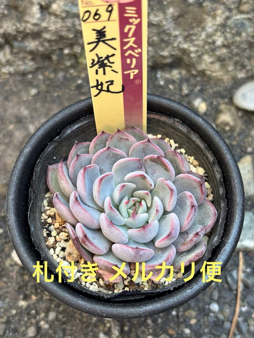 超希少 おらいさん苗 ミックスベリア 美紫妃 札付き 極上株 多肉植物⑤