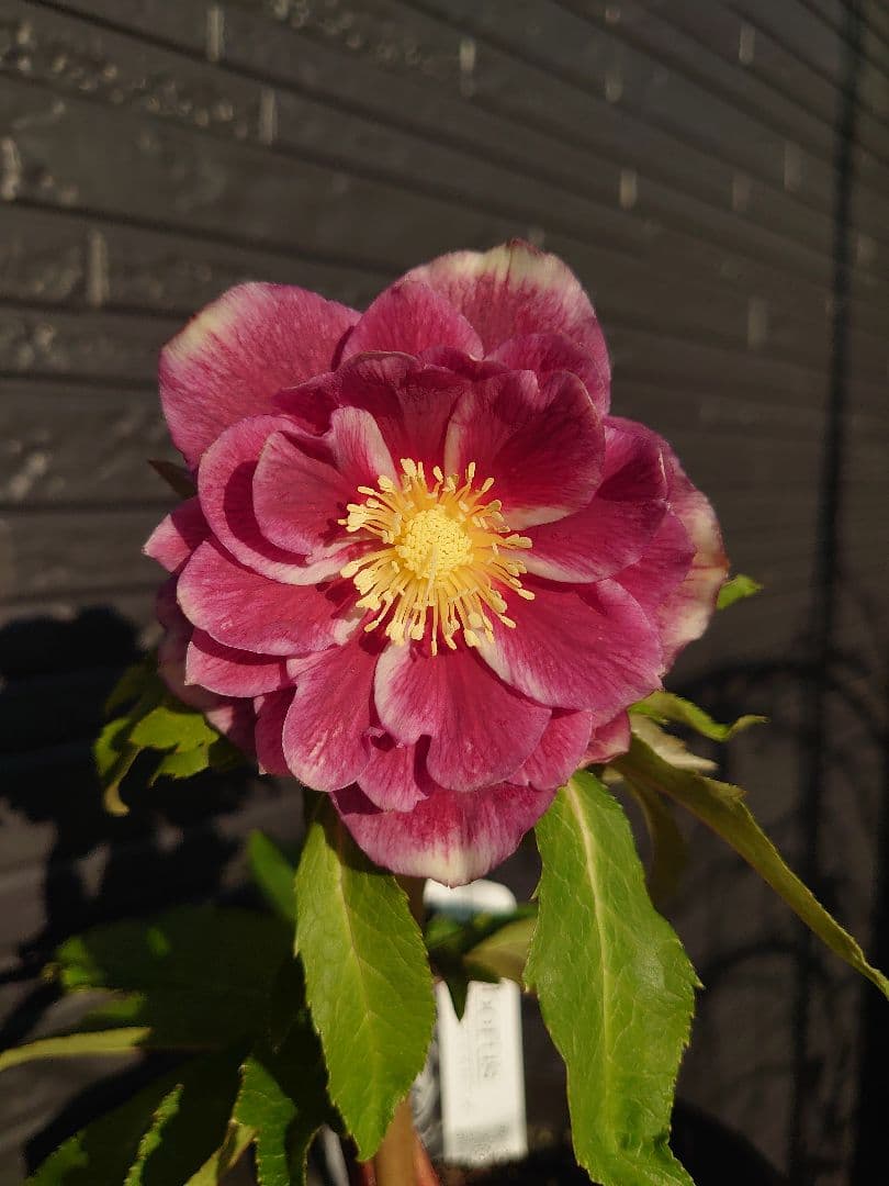 広瀬園芸　クリスマスローズ　Ｂ