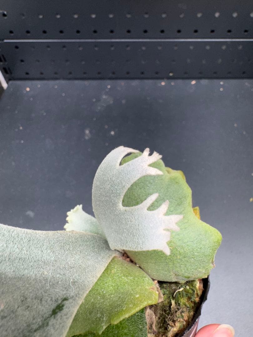 【平凡之鹿】YMDS Totoro HHRナーセリータグ付け #144