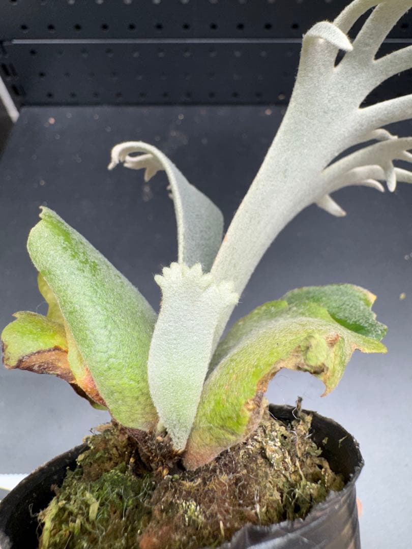 【平凡之鹿】YMDS Totoro HHRナーセリータグ付け #144