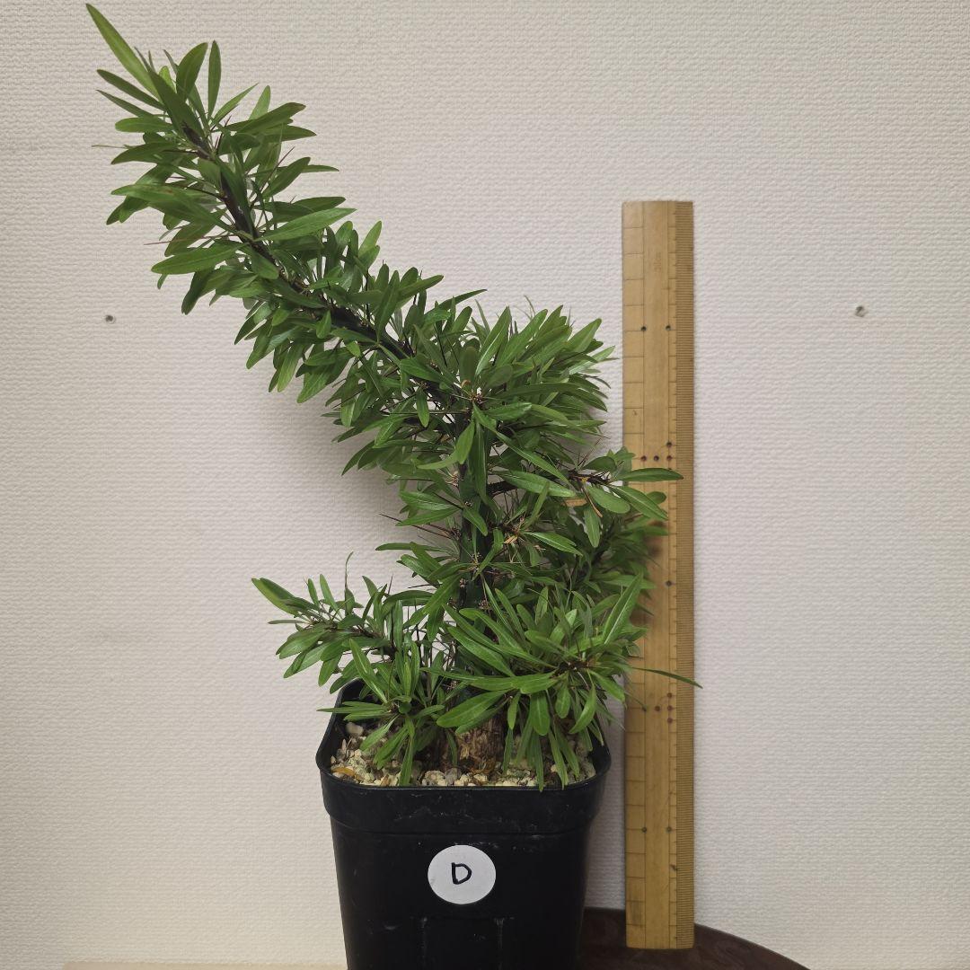 フォークイエリア プルプシー 実生の挿し木です No.D