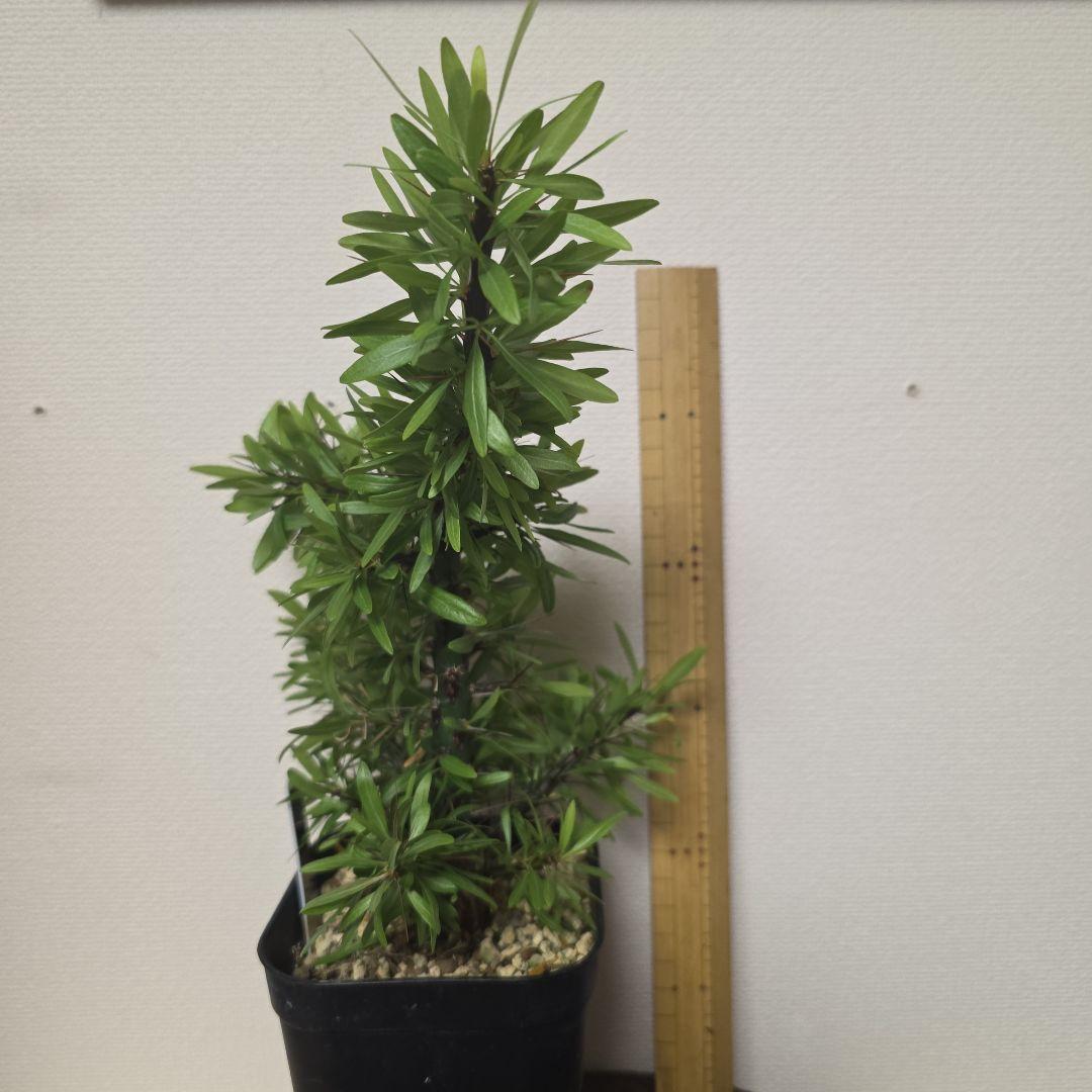 フォークイエリア プルプシー 実生の挿し木です No.D