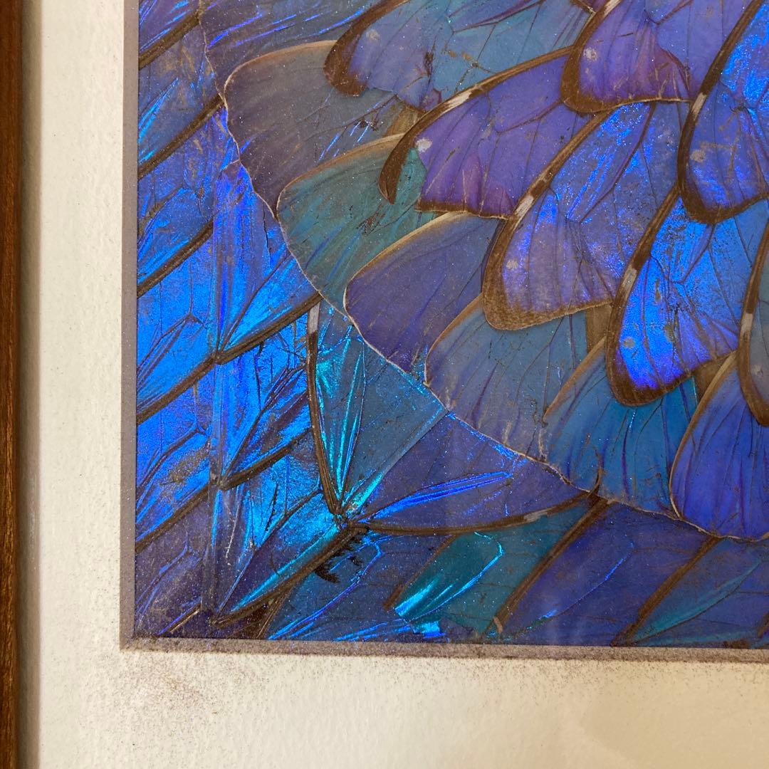 大型　モルフォ蝶　羽アート　標本　珍サイズ　高さ90センチ　ビンテージ