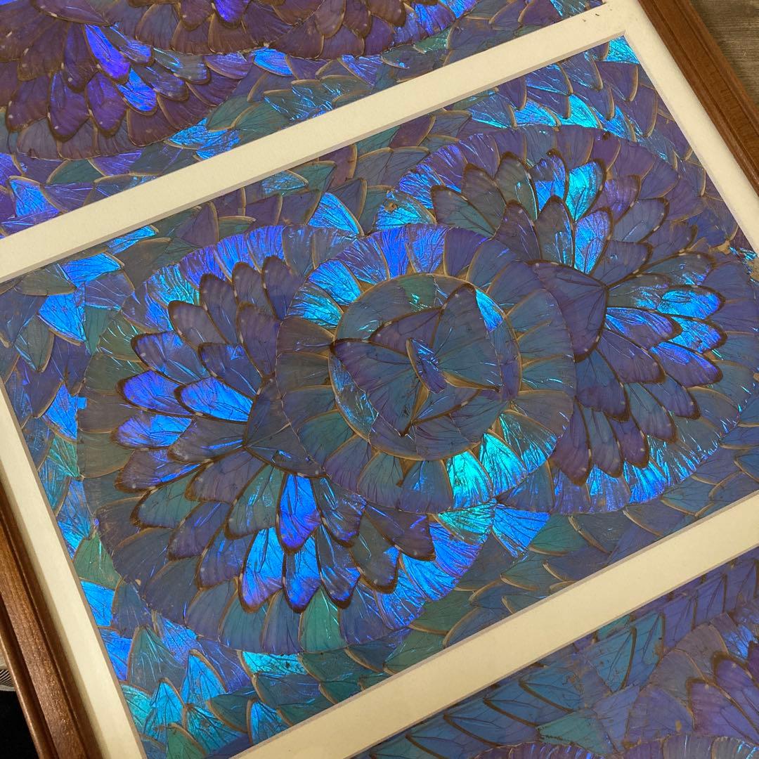 大型　モルフォ蝶　羽アート　標本　珍サイズ　高さ90センチ　ビンテージ