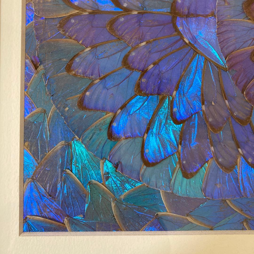 大型　モルフォ蝶　羽アート　標本　珍サイズ　高さ90センチ　ビンテージ