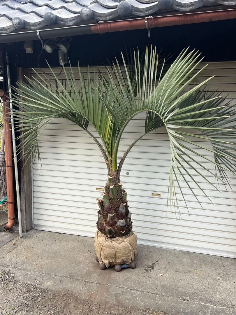 ココスヤシ　極太株　ドライガーデン　カルフォルニアスタイル　送料込み価格