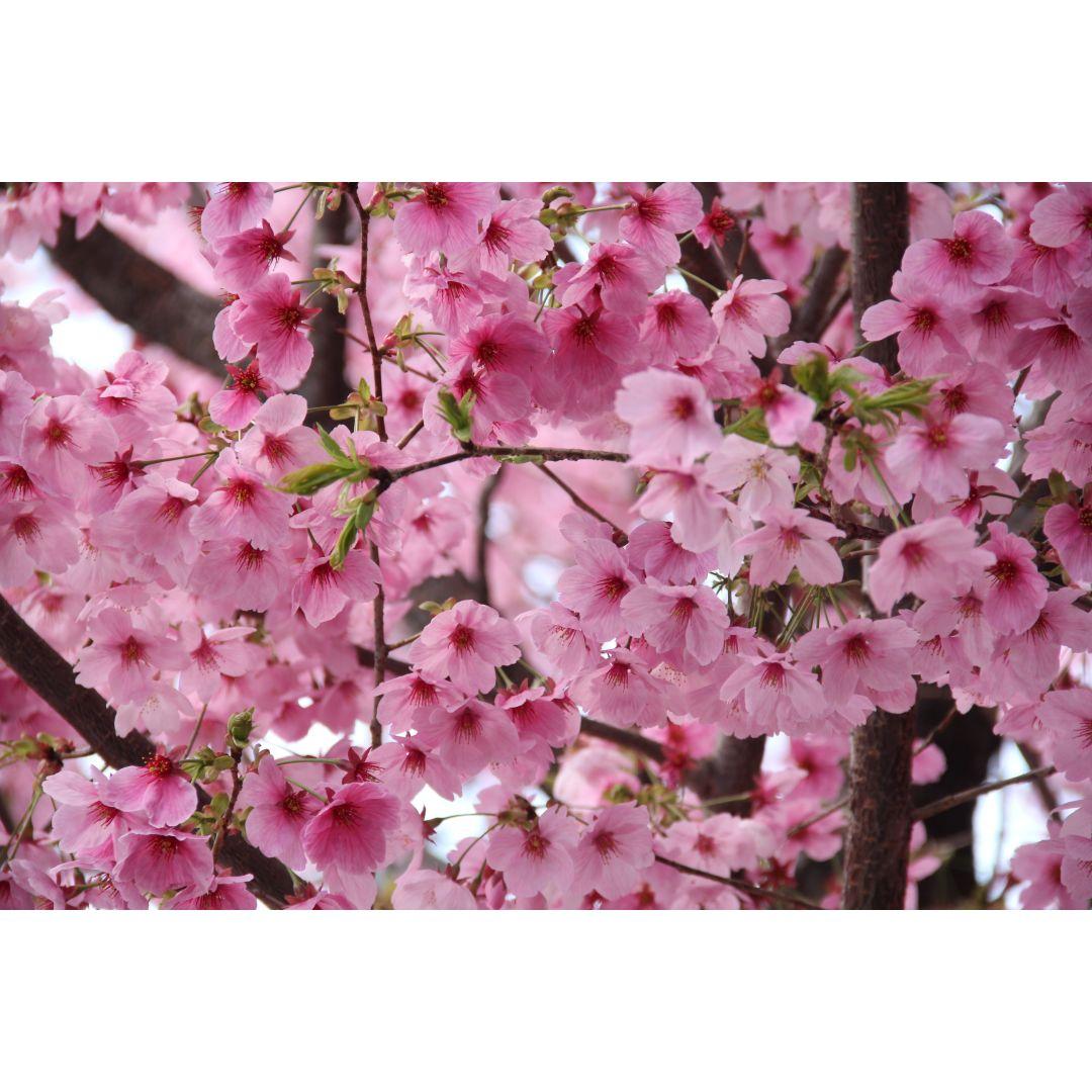 3/29実写8枚UP キャノン Canon EF-S 18-135mm IS