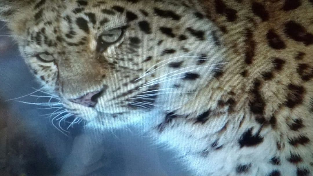 液晶ディスプレイ hp 2009年製 18インチワイド HSTND-2521-F