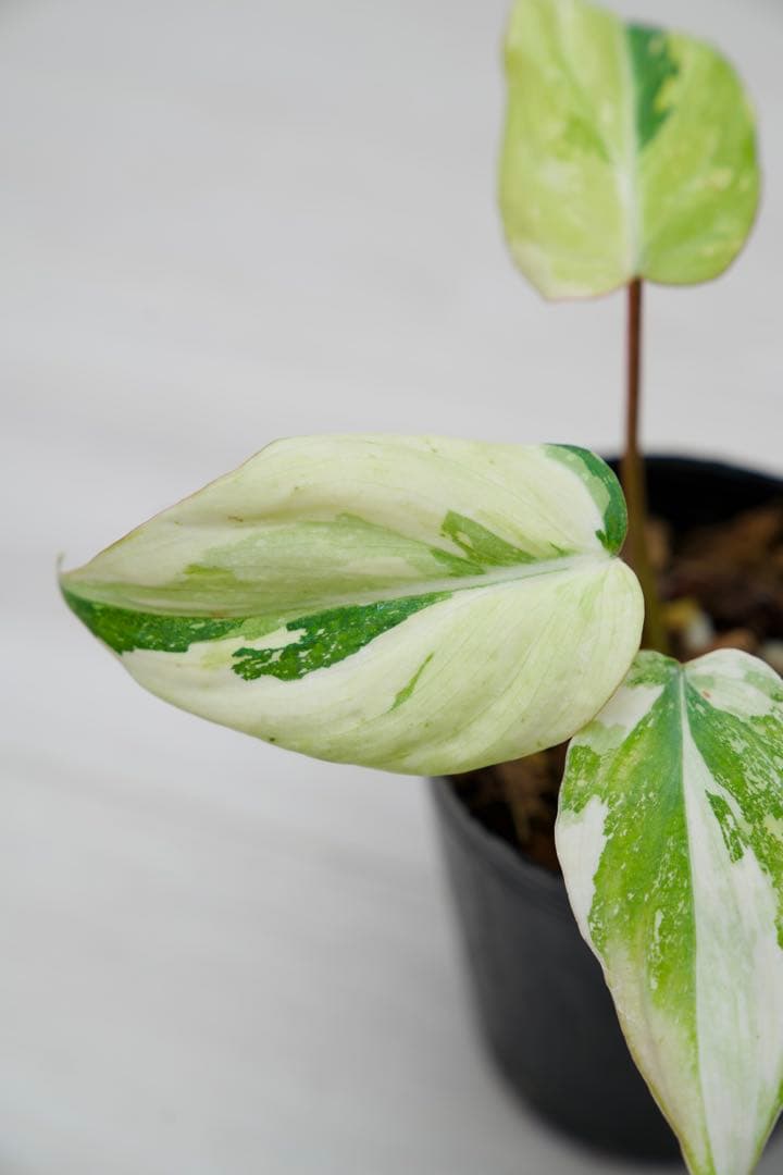 フィロデンドロン グロリオーサム トリカラー A01【モンステラ 斑入り】