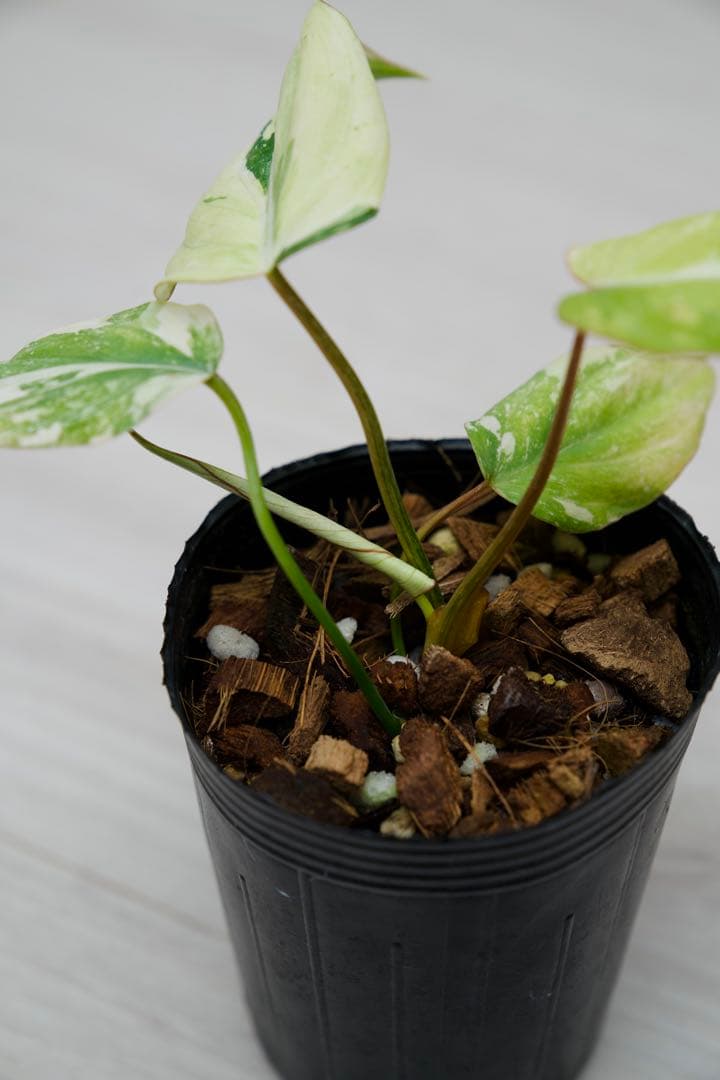 フィロデンドロン グロリオーサム トリカラー A01【モンステラ 斑入り】