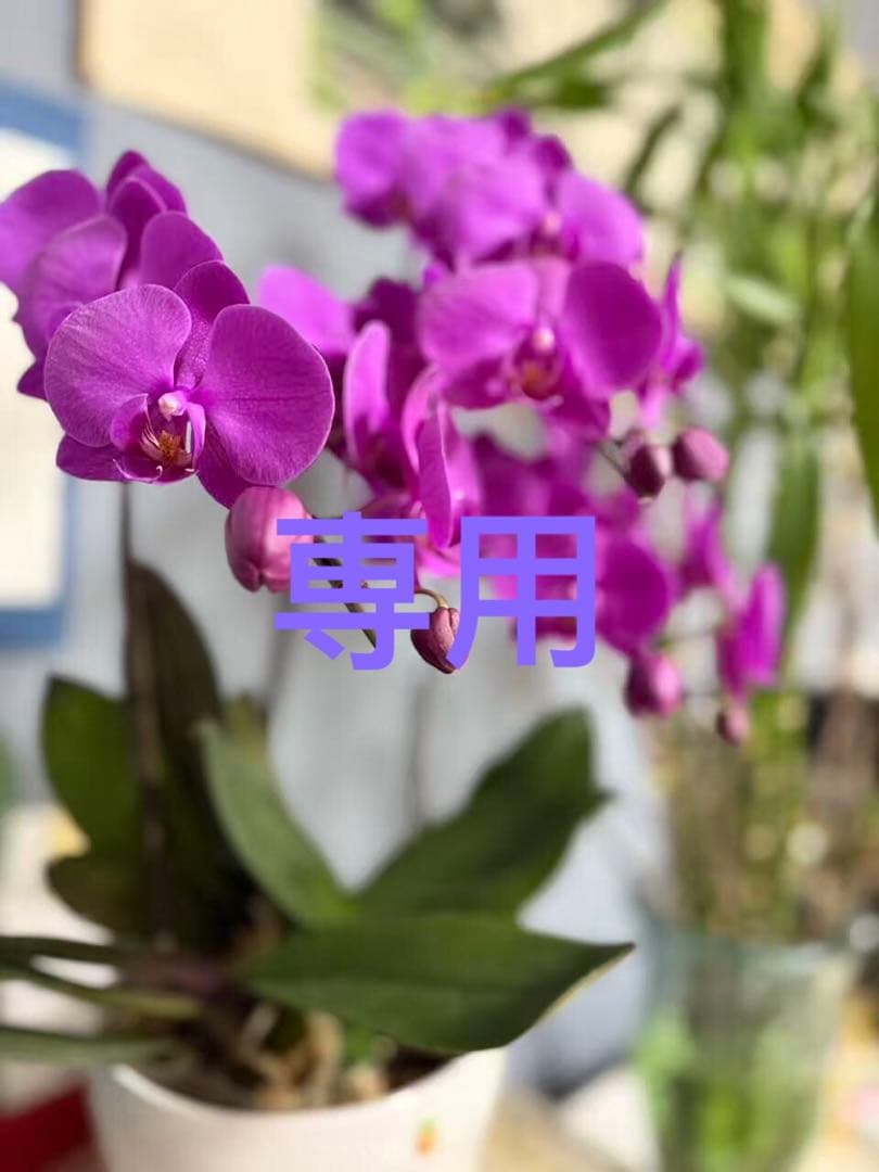 SEULGIS ブラウン