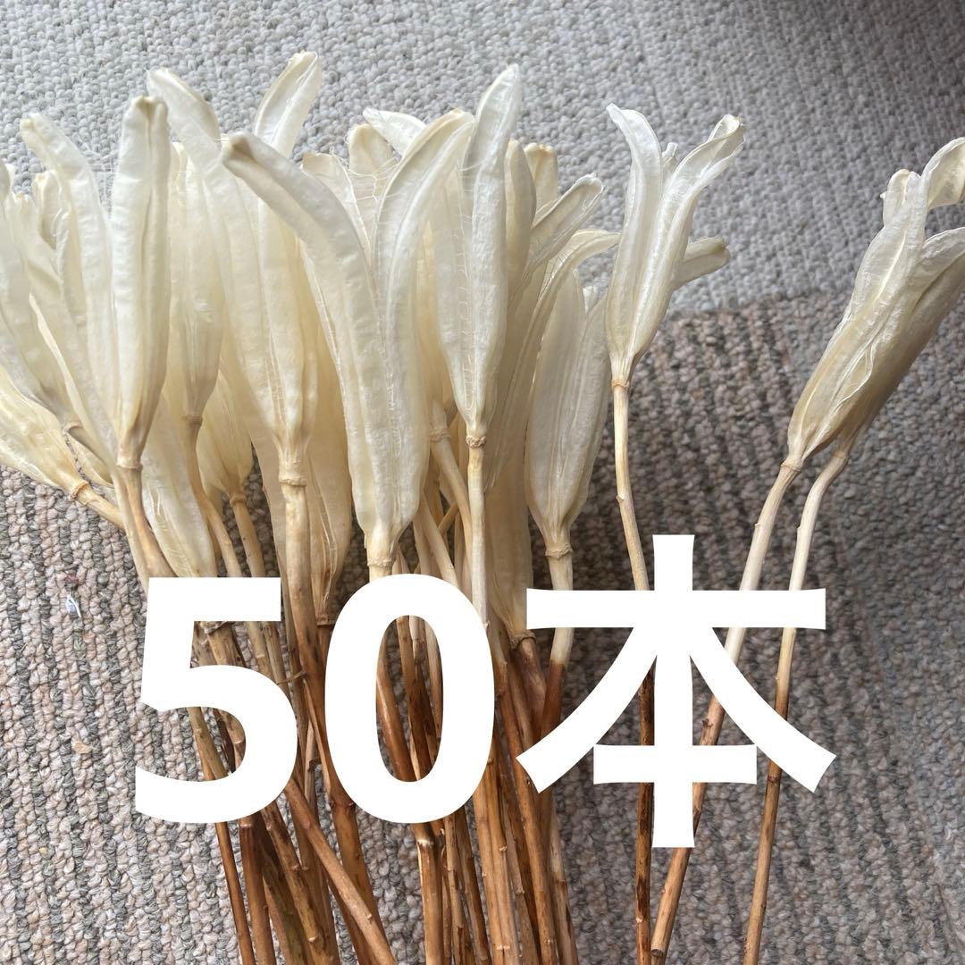 タカサゴユリ　200本