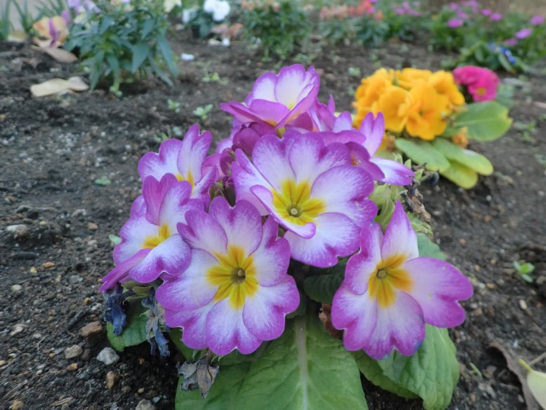 実写美⭕️【動作確認済】CASIO EXILIM EX-Z2300　ピンク