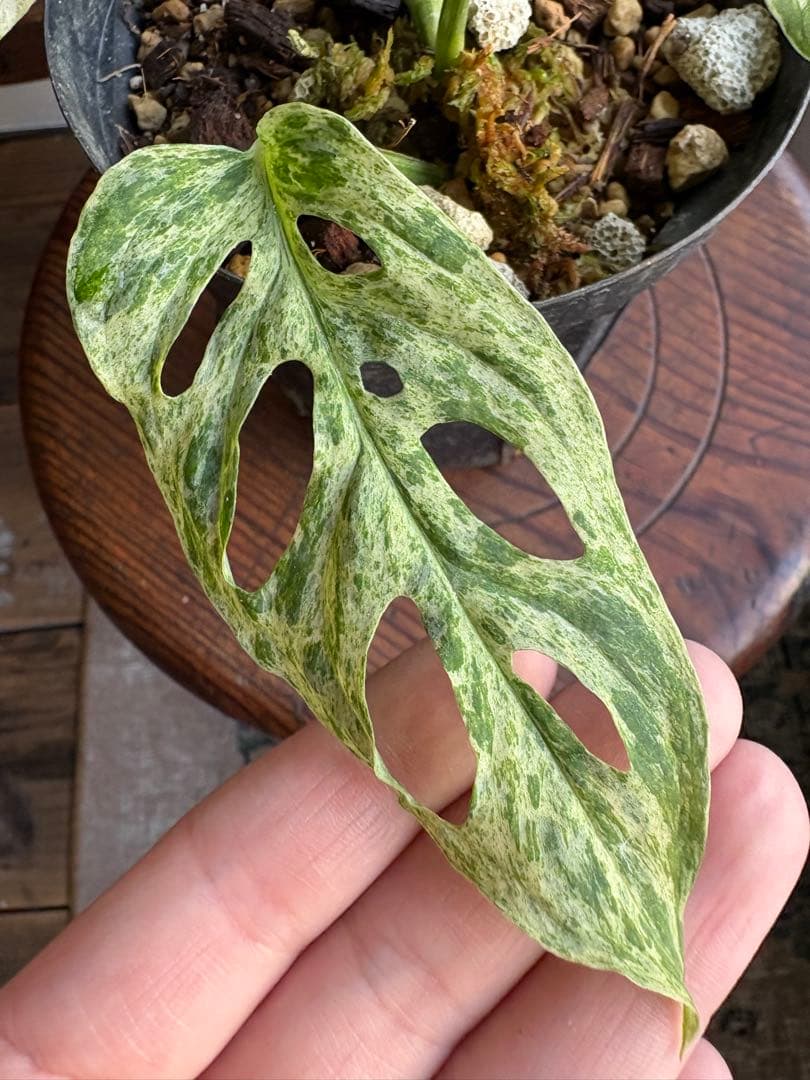 希少 モンステラ アンダーソニー マダラ 4.5号 斑入り