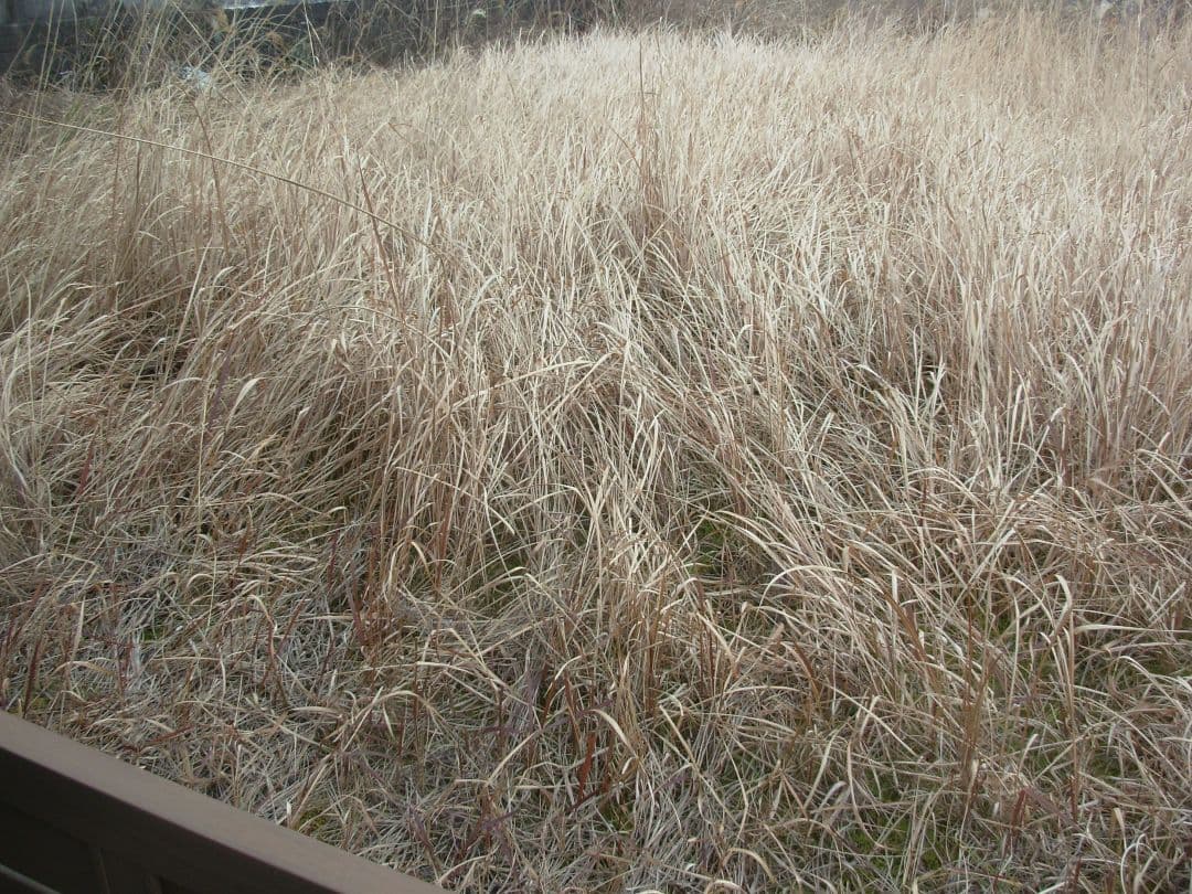 動作確認済み　Nikon COOLPIX L1 スマホ転送OK