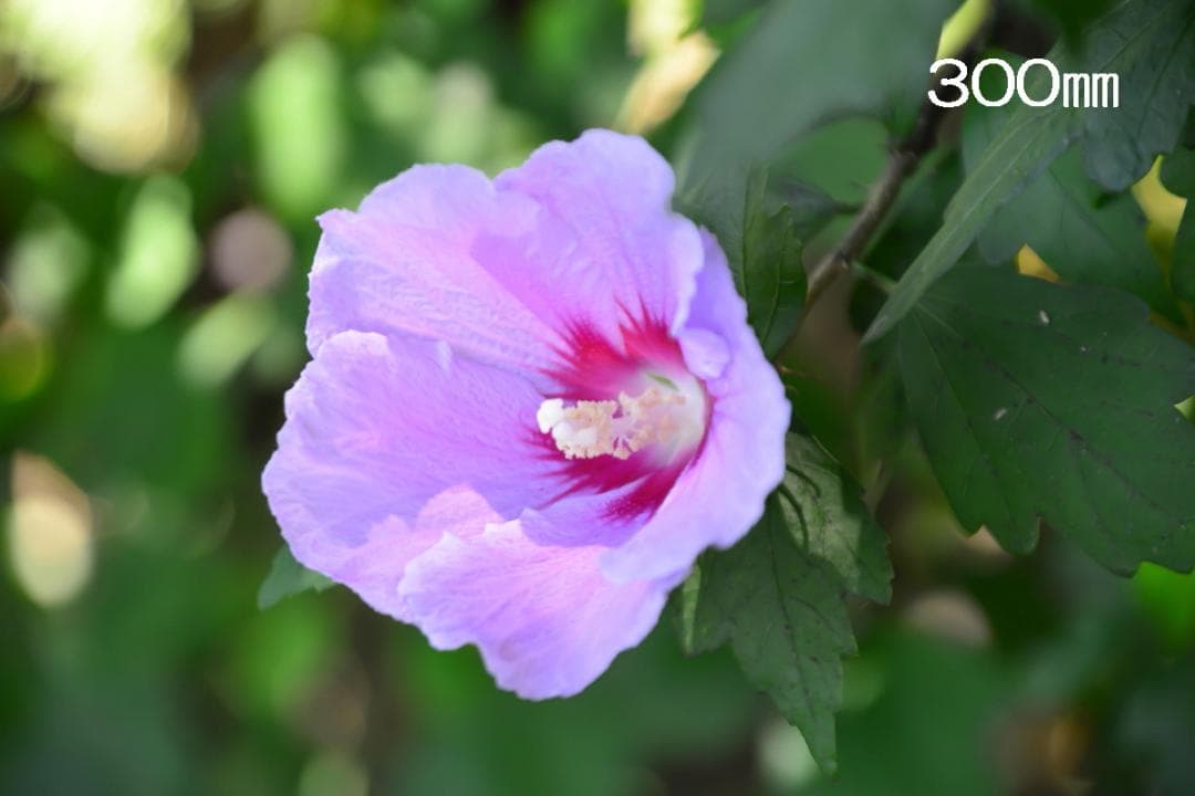 ニコン用 タムロン AF ASPHERICAL XR Di LD 28-300㎜