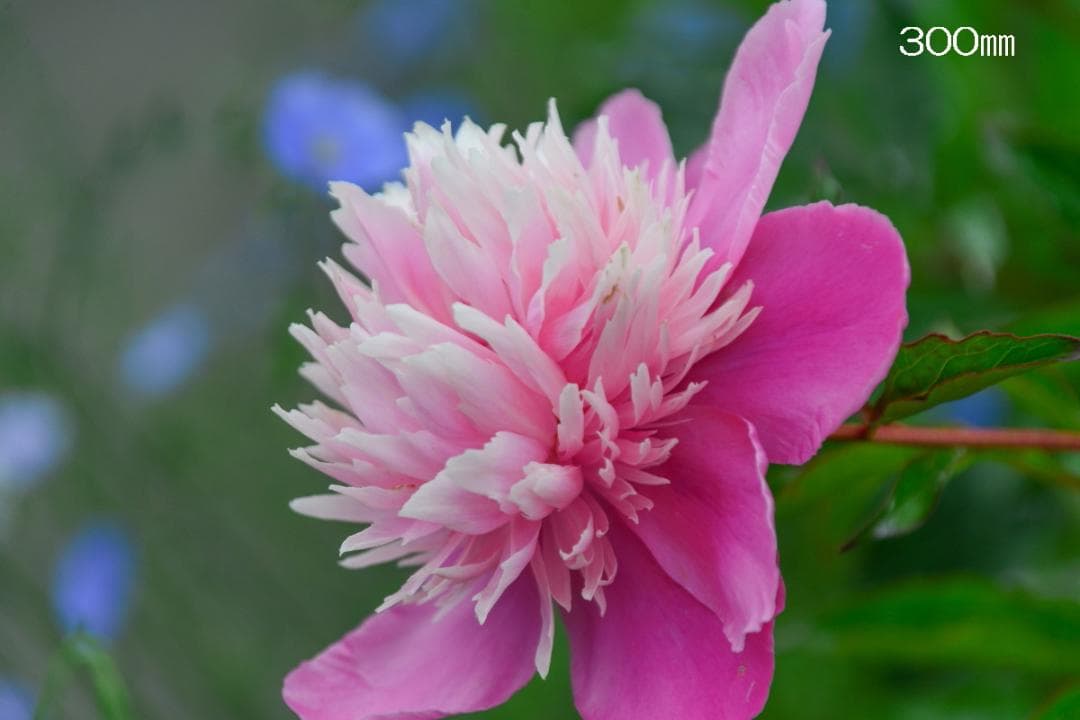 ニコン用 タムロン AF ASPHERICAL XR Di LD 28-300㎜