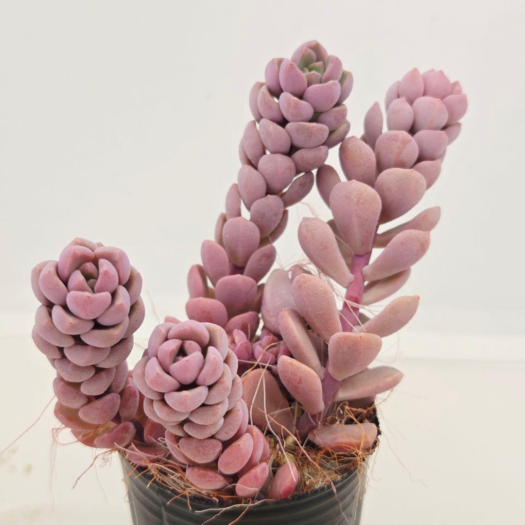 みー❀✼❅様全16苗⑧つぶつぶ屋さん キャラット❣️あられ❣️発根済ネコポス込