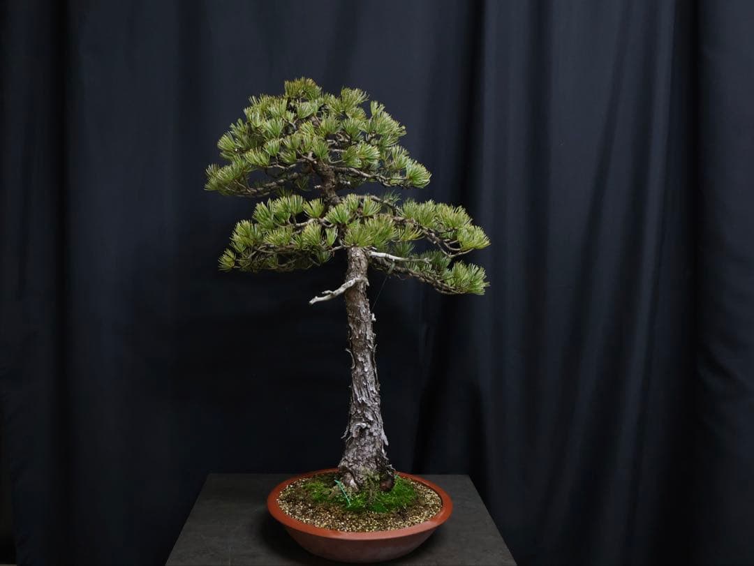 ブ*グ様 フォロワー300人記念オークション 五葉松　文人 盆栽 大品盆栽　樹高