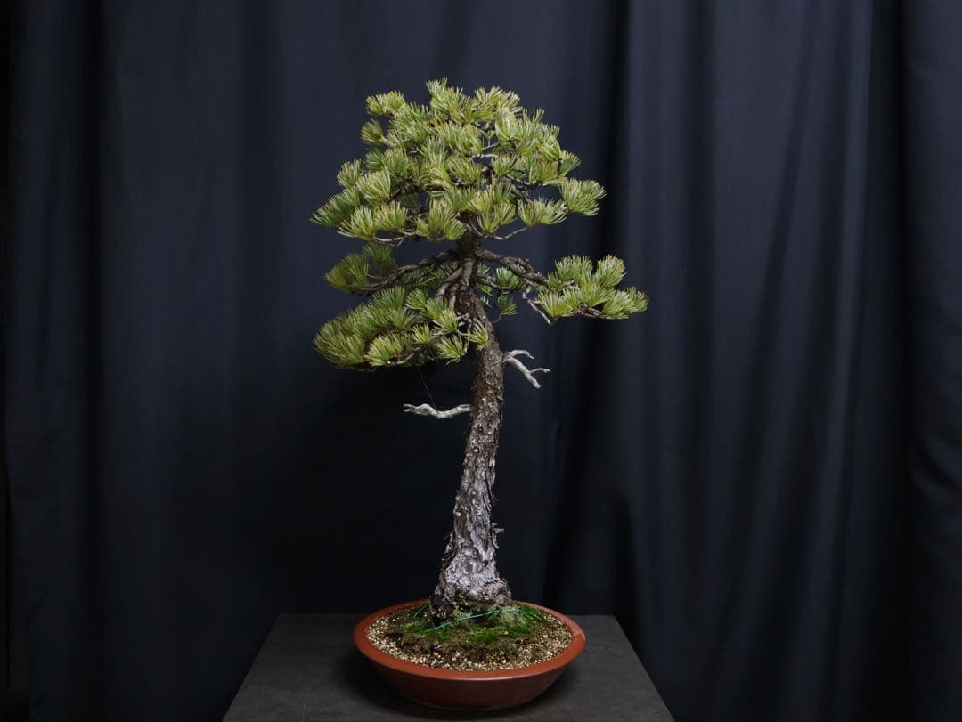 ブ*グ様 フォロワー300人記念オークション 五葉松　文人 盆栽 大品盆栽　樹高