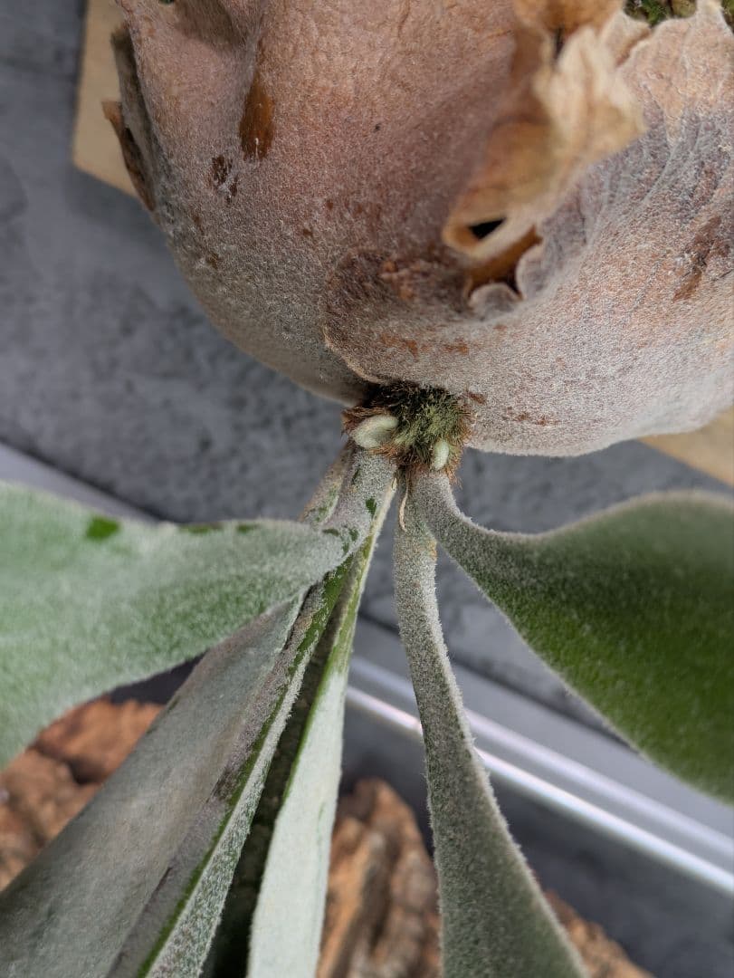 P.Sailor Moon  Queen F306 ビカクシダ