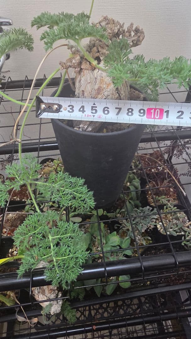 【現地株国内管理5年】冬型　ペラルゴニウム トリステ　発根済み　大株