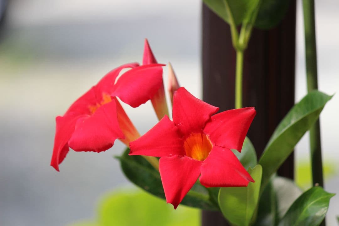 キヤノン EF-S 55-250mm F4-5.6 IS Ⅱ 望遠レンズ