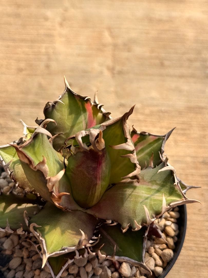 レッドキャットウィーズル 斑入り｜ピンク差し斑｜3.5寸鉢｜希少　斑入りRCW