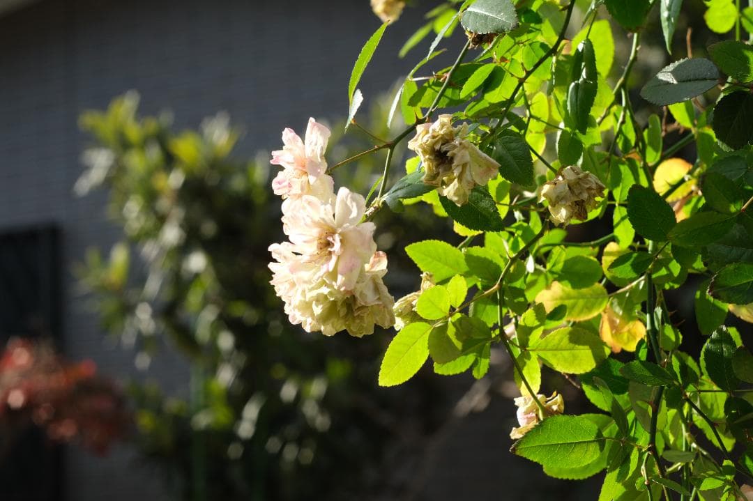 n*m様 【光学美品】バブルぼけ PENTACON 50mmF1.8 前期型 【