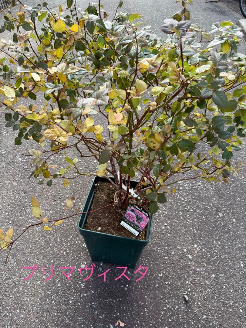 cake様用　バラ苗4