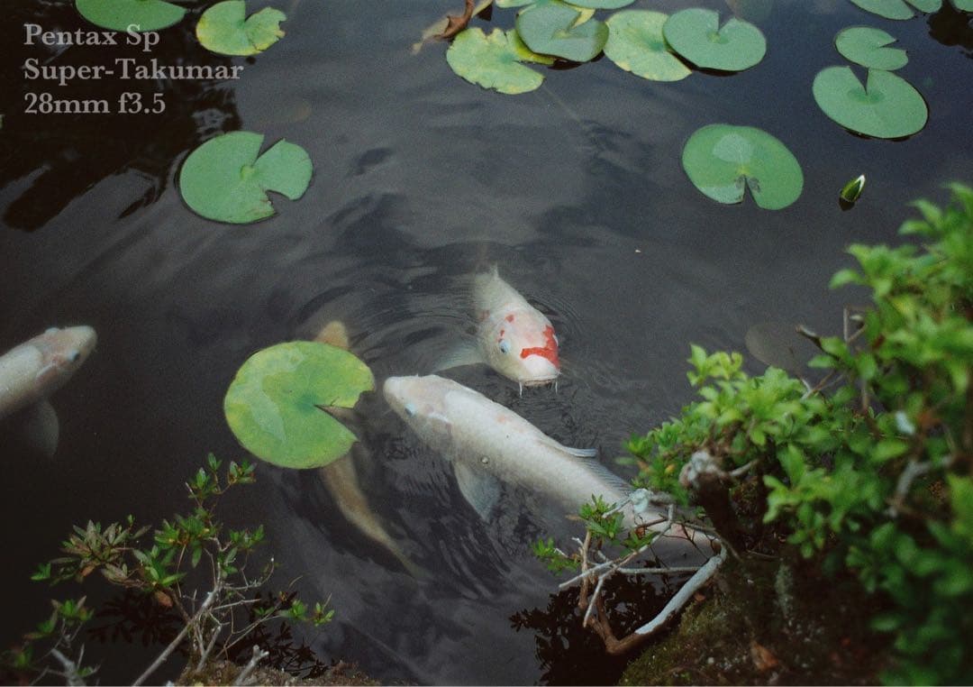 ★pentax sp＊希少品28mm f3.5前期型★完動品＊美品＊初期保証